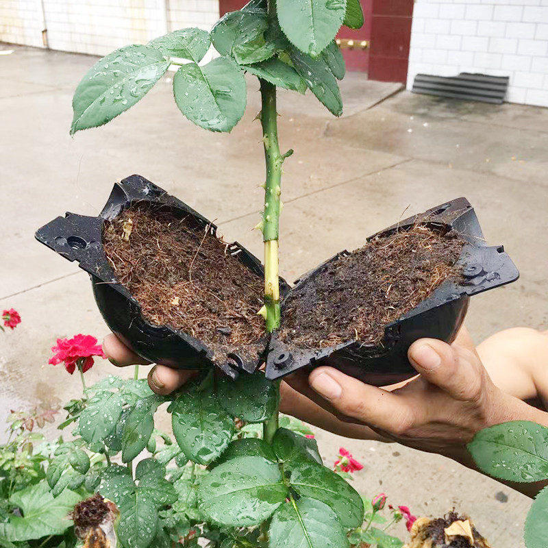 Seed Starter Tray - Kula do ukorzeniania roślin Pudełko do