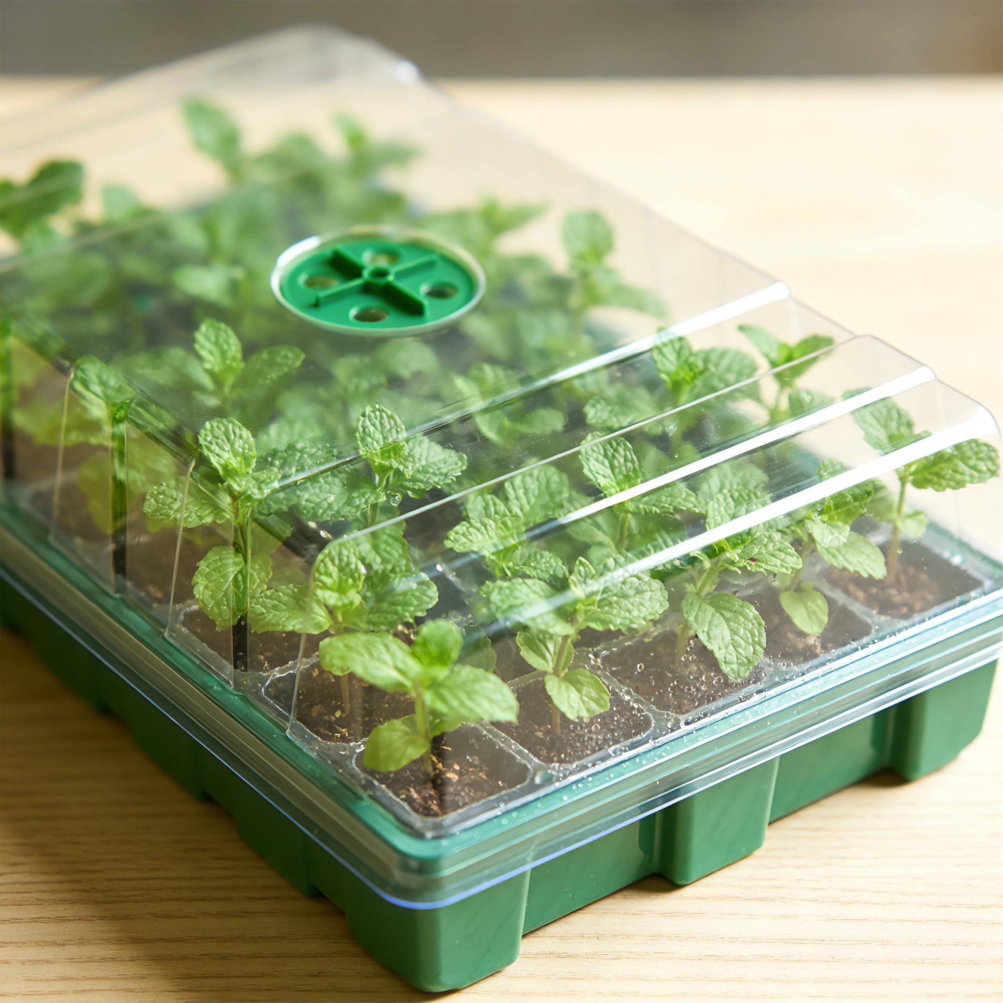 Szklana szklarnia z przezroczy – Seed Starter Tray recenzja i cena