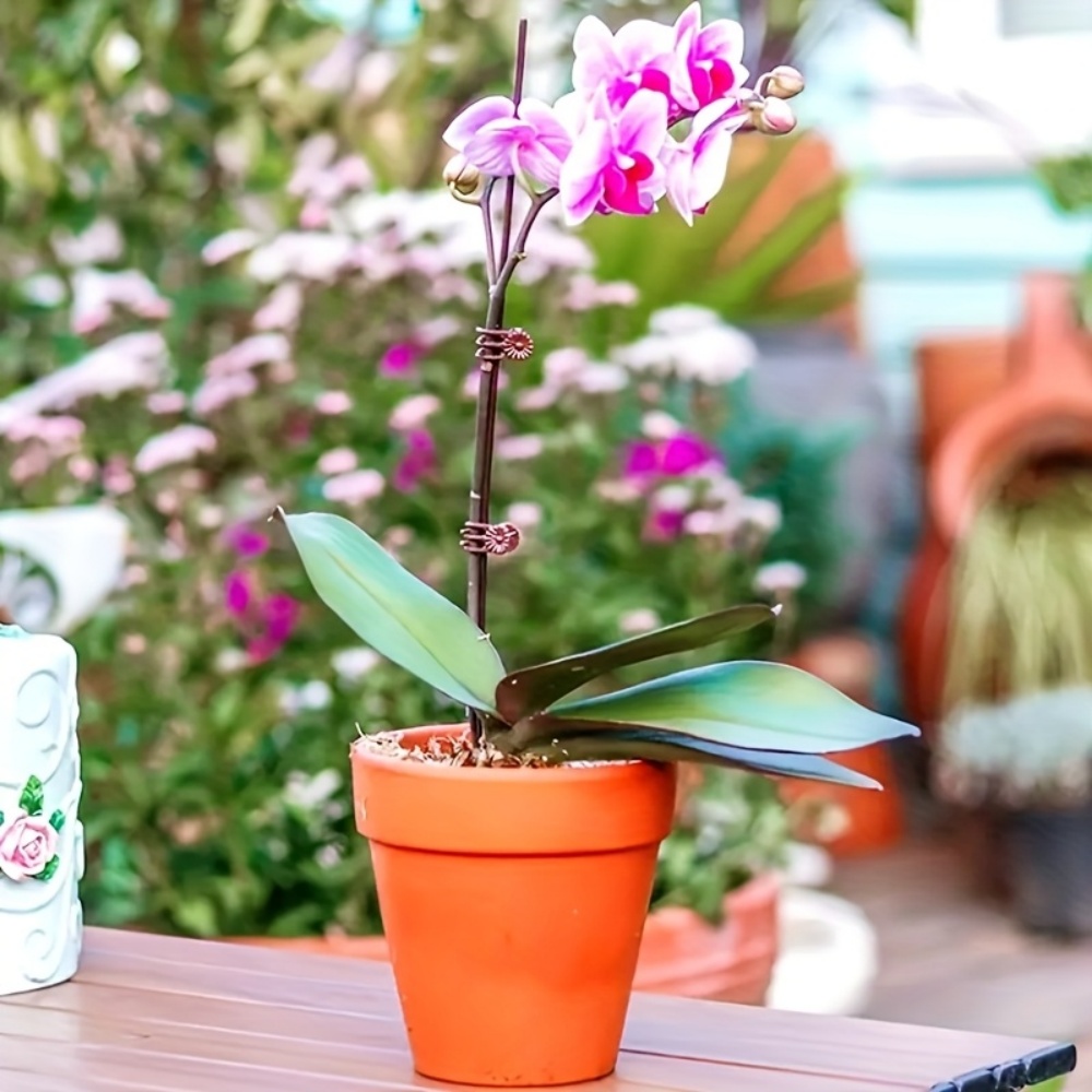100 sztuk klipsów do roślin or – Indoor Herb Garden recenzja i cena